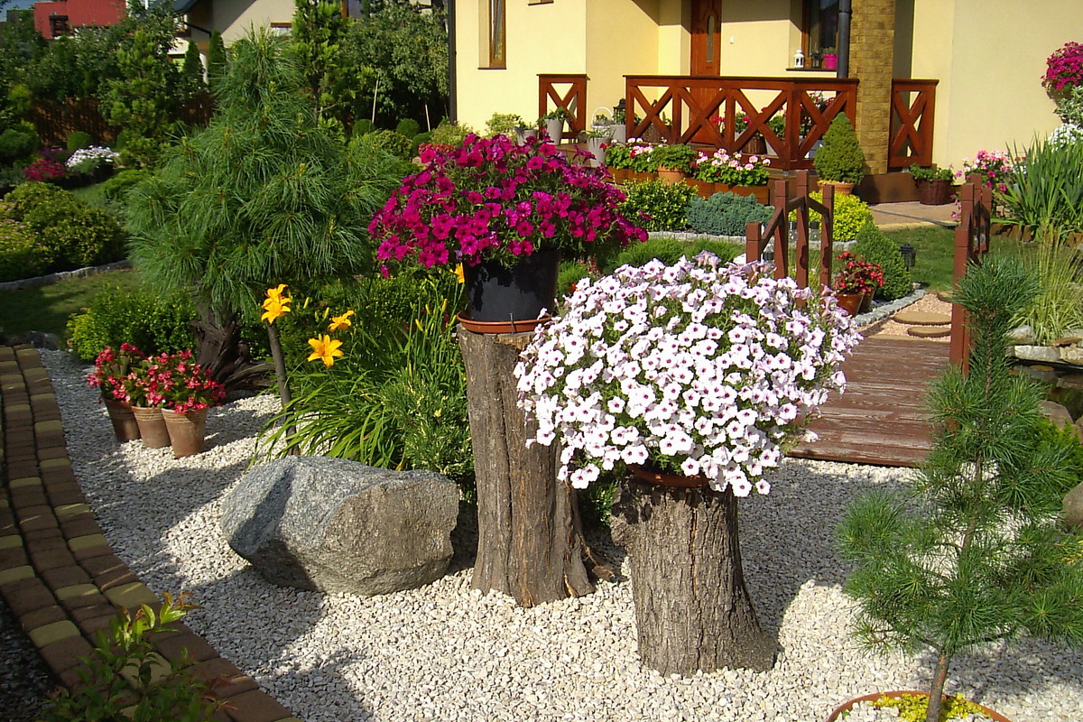 Surfinie na pieńkach