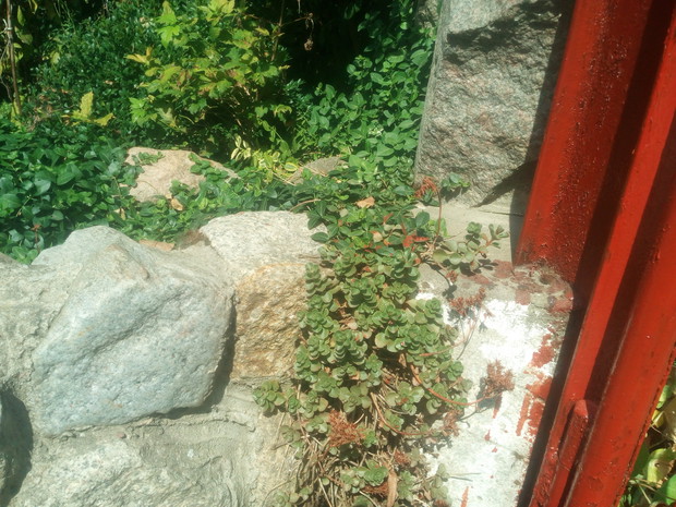 Szczeliny między kwietnikiem już zajętę. Pnącze robi w tym temacie co może.