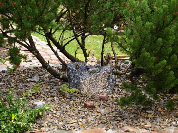 Tajemniczy grajek pod sosną