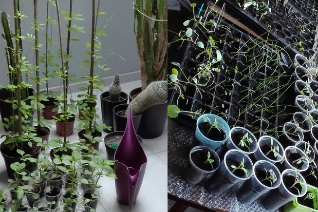 Tak prezentuje się każdy wolny kawałek podłogi i parapetu w szczycie sezonu rozsadowego