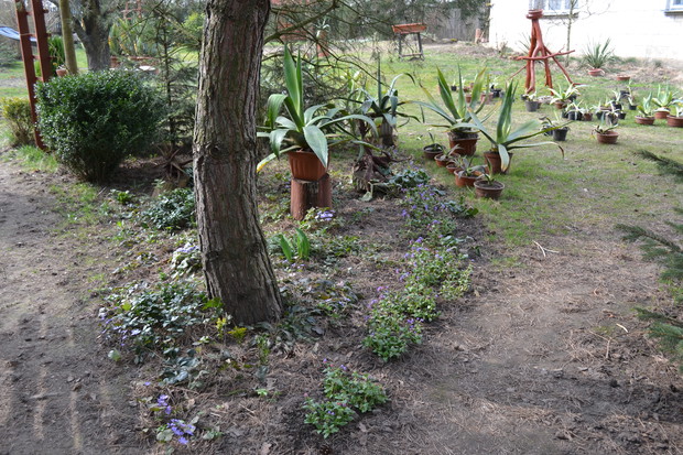 Tak zaczynamy wiosnę - wystawieniem kilkudziesięciu agaw/ Na zdjęciu te najmniejsze/.