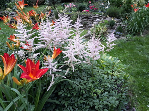 Tawułka andersa i liliowce 