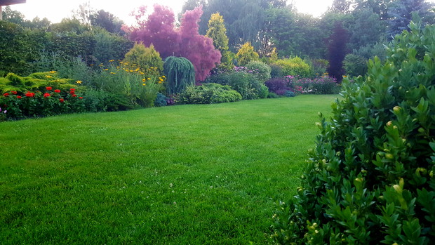 Trawnik jest również ważną częścią ogrodu. Podkreśla on urodę rabat kwiatowych. Nie wyobrażam sobie ogrodu bez trawnika, chociaż bez niego byłoby znacznie miej pracy i więcej czasu na podziwianie kwiatów.