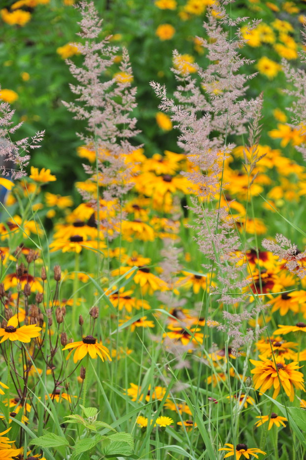 Trawy wśród rudbekii, same się nasiały i tak zostały, dodają kwiatom lekkości gdy wiatr muska je delikatnie...