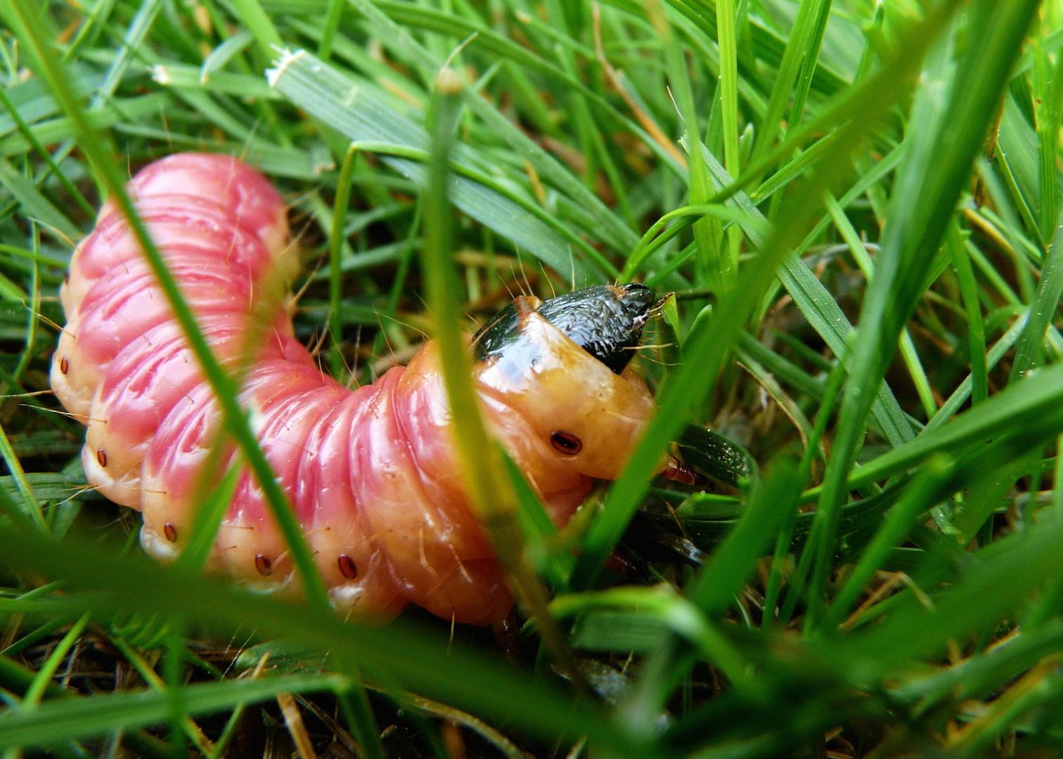Trocinarki żerują na najpopularniejszych drzewach liściastych - bukach, klonach czy topolach. Nie oszczędzają również niektórych drzew owocowych. (zdj.: Adobe Stock)