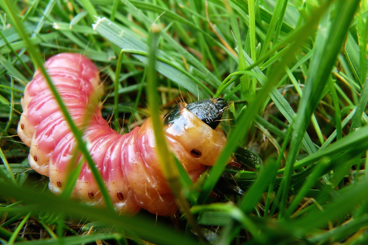 Trocinarki żerują na najpopularniejszych drzewach liściastych - bukach, klonach czy topolach. Nie oszczędzają również niektórych drzew owocowych. (zdj.: Adobe Stock)