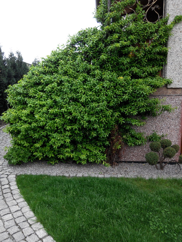 Trzmielina opanowała już cała balustradę a taras :)