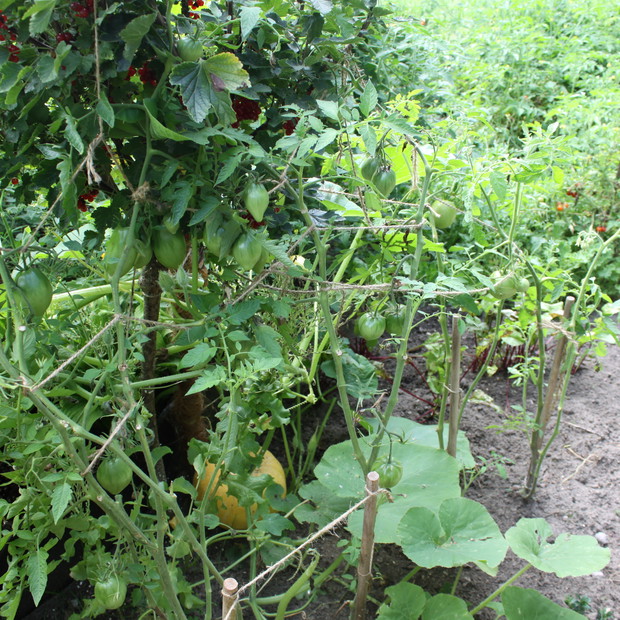 UKRYWAJĄCA SIĘ  DYNIA