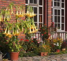 Urok drzewek piennych w pełnej krasie, tutaj na przykładzie brugmansji. (zdj.: Adobe Stock)