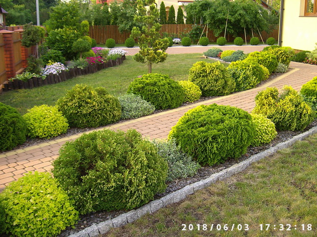 W dali śliwa mocno obciążona