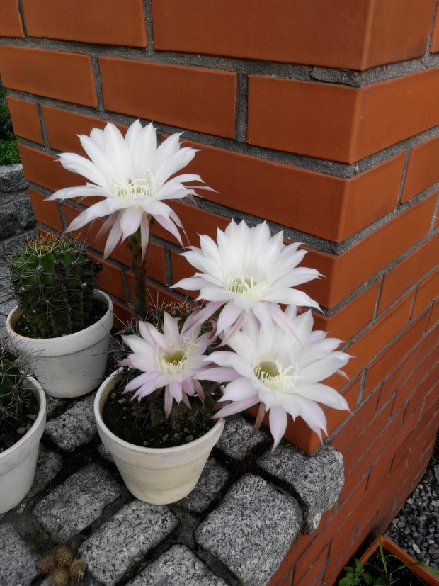 W tym roku kaktusy kwitły całe lato.