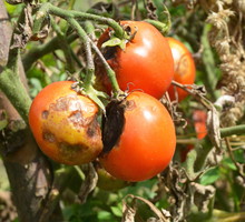 Walka z zarazą ziemniaka przy pomocy niechemicznych metody jest skazana na porażkę. Skuteczne są tylko opryski fungicydami systemicznymi. (zdj.: Adobe Stock)