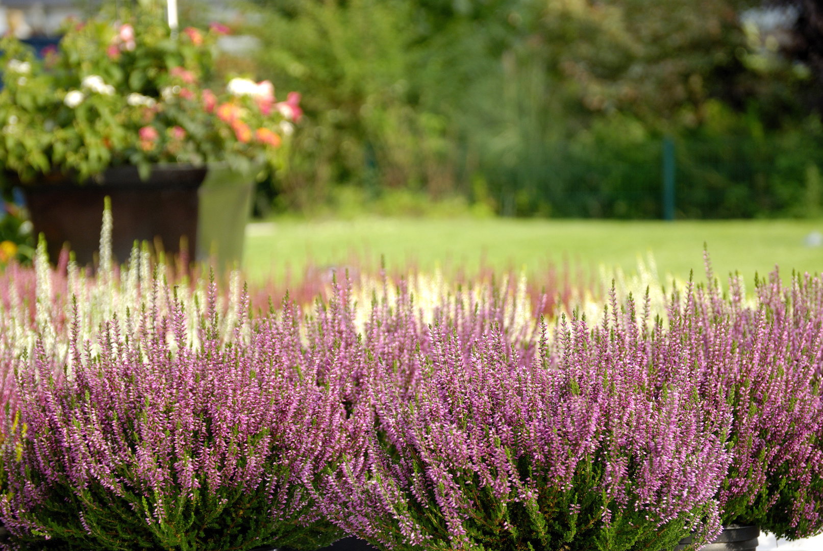 Ważnym elementem udanej uprawy wrzośców jest...słońce. Na wrzosowisko najbardziej nadają się wystawy wschodnie lub zachodnie. (zdj.: Adobe Stock)