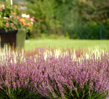 Ważnym elementem udanej uprawy wrzośców jest...słońce. Na wrzosowisko najbardziej nadają się wystawy wschodnie lub zachodnie. (zdj.: Adobe Stock)