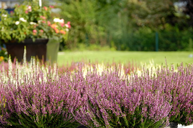 Ważnym elementem udanej uprawy wrzośców jest...słońce. Na wrzosowisko najbardziej nadają się wystawy wschodnie lub zachodnie. (zdj.: Adobe Stock)