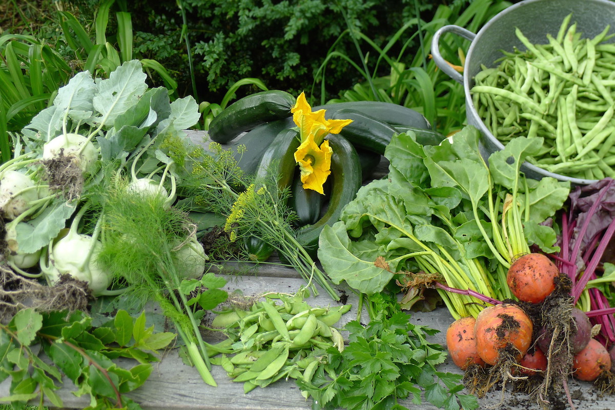 Wiele najsmaczniejszych i najzdrowszych warzyw zbieramy właśnie na przełomie lata i jesieni. (zdj.: Adobe Stock)