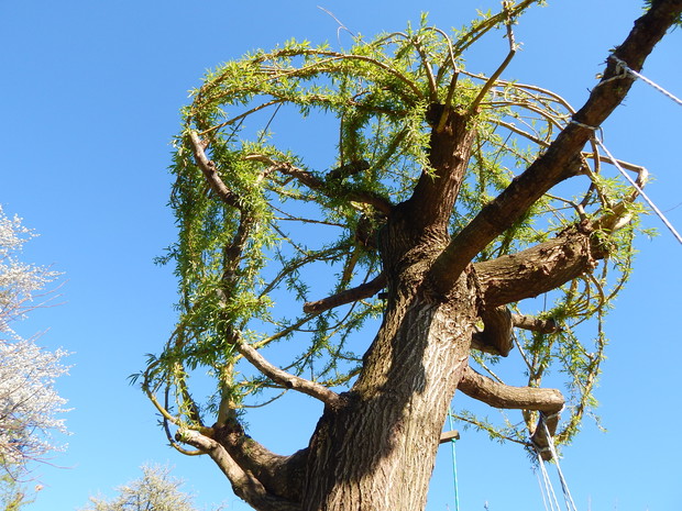 Wierzba płacząca w naszym wydaniu wiosną