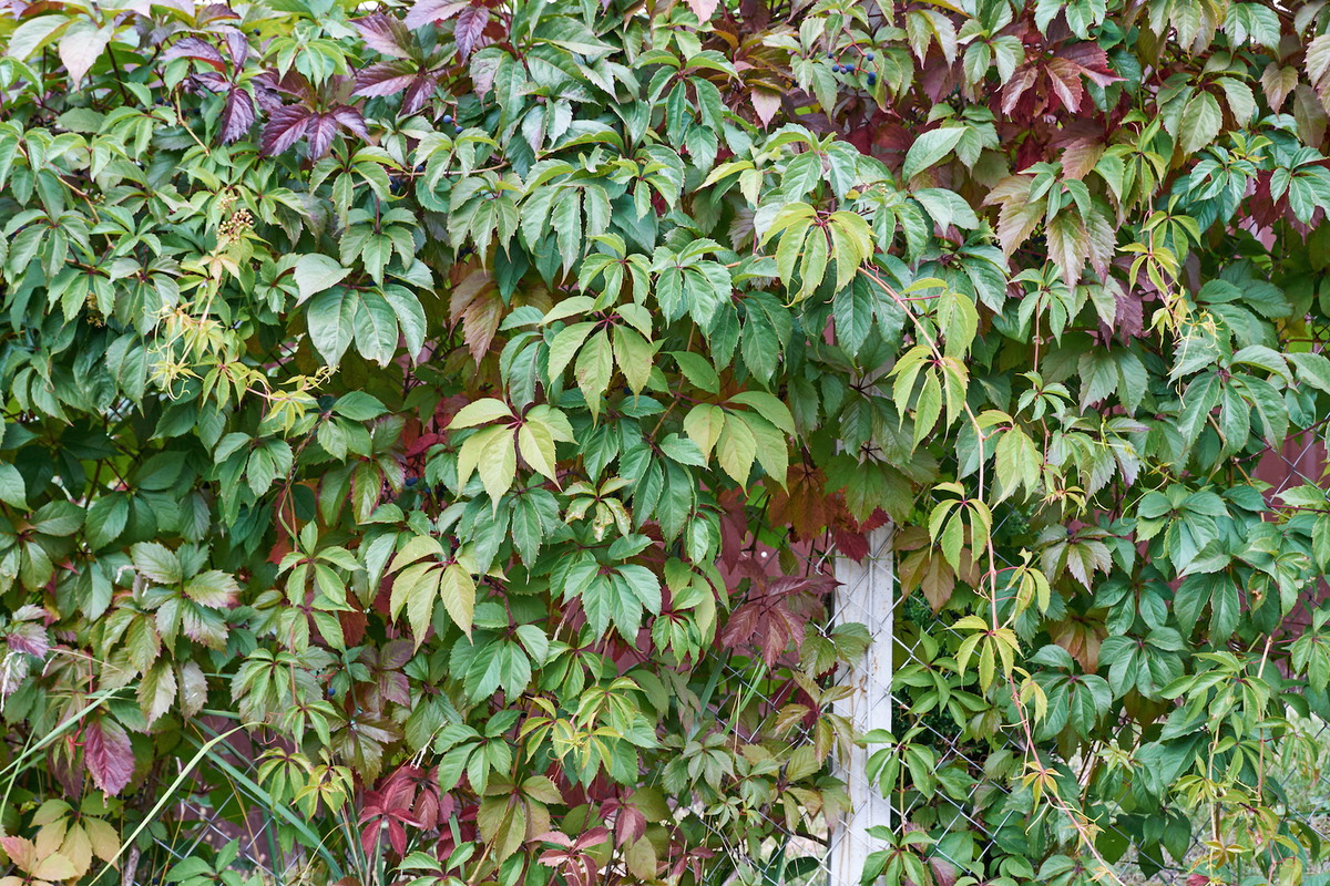 Winobluszcz pięciolistkowy (parthenocissus quinquefolia var. murorum) ma dwie podstawowe zalety - jest mało wymagający i bardzo odporny na niskie temperatury. (zdj.: Adobe Stock)