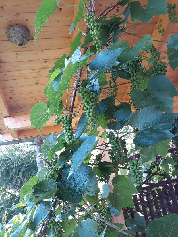 Winogrona i bania os 