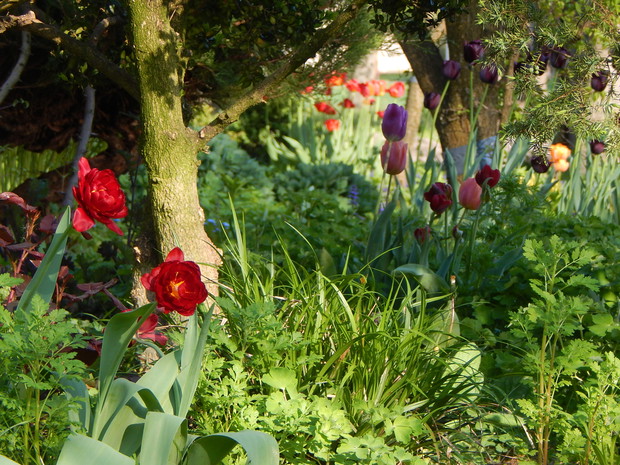 Wiosną na rabacie pod domem