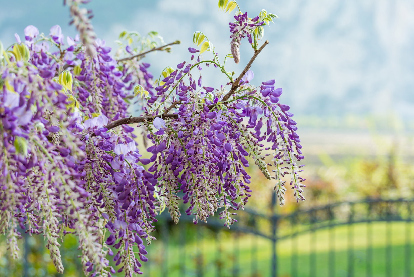 Wiszące pędy bogate w małe kwiatostany są niewątpliwą cechą charakterystyczną tego spektakularnego pnącza. (zdj.: Adobe Stock)