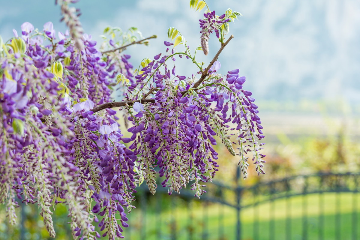 Wiszące pędy bogate w małe kwiatostany są niewątpliwą cechą charakterystyczną tego spektakularnego pnącza. (zdj.: Adobe Stock)