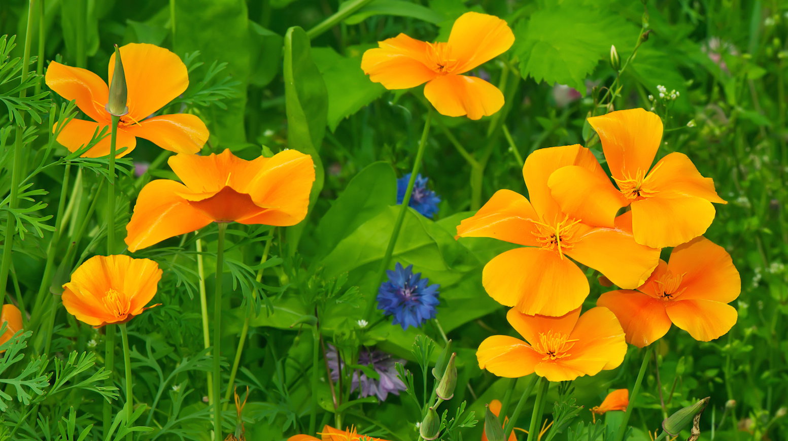 Włoskami ograniczającymi transpiracje pokryte są m.in. kwiaty oraz łodygi maczków kalifornijskich Eschscholzia californica. (zdj.: Adobe Stock)