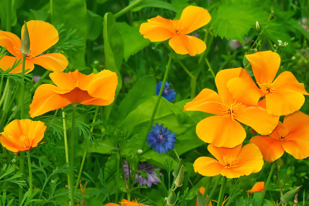 Włoskami ograniczającymi transpiracje pokryte są m.in. kwiaty oraz łodygi maczków kalifornijskich Eschscholzia californica. (zdj.: Adobe Stock)