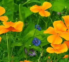Włoskami ograniczającymi transpiracje pokryte są m.in. kwiaty oraz łodygi maczków kalifornijskich Eschscholzia californica. (zdj.: Adobe Stock)