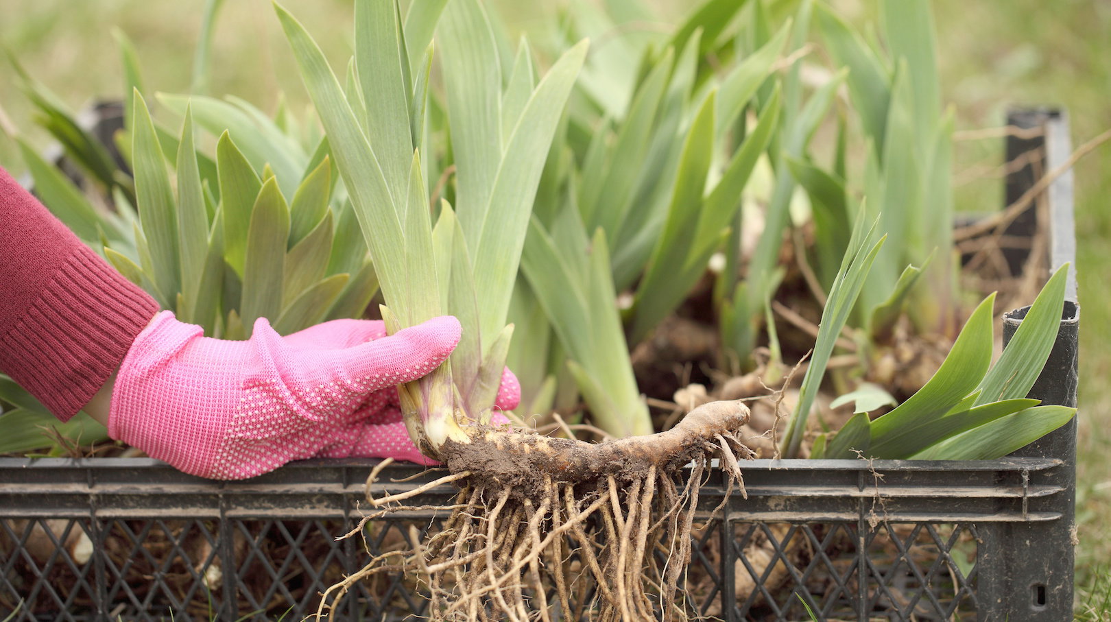 Z roślin o przerośniętych korzeniach możemy uzyskać nawet kilka dorodnych sadzonek. (zdj.: Adobe Stock)