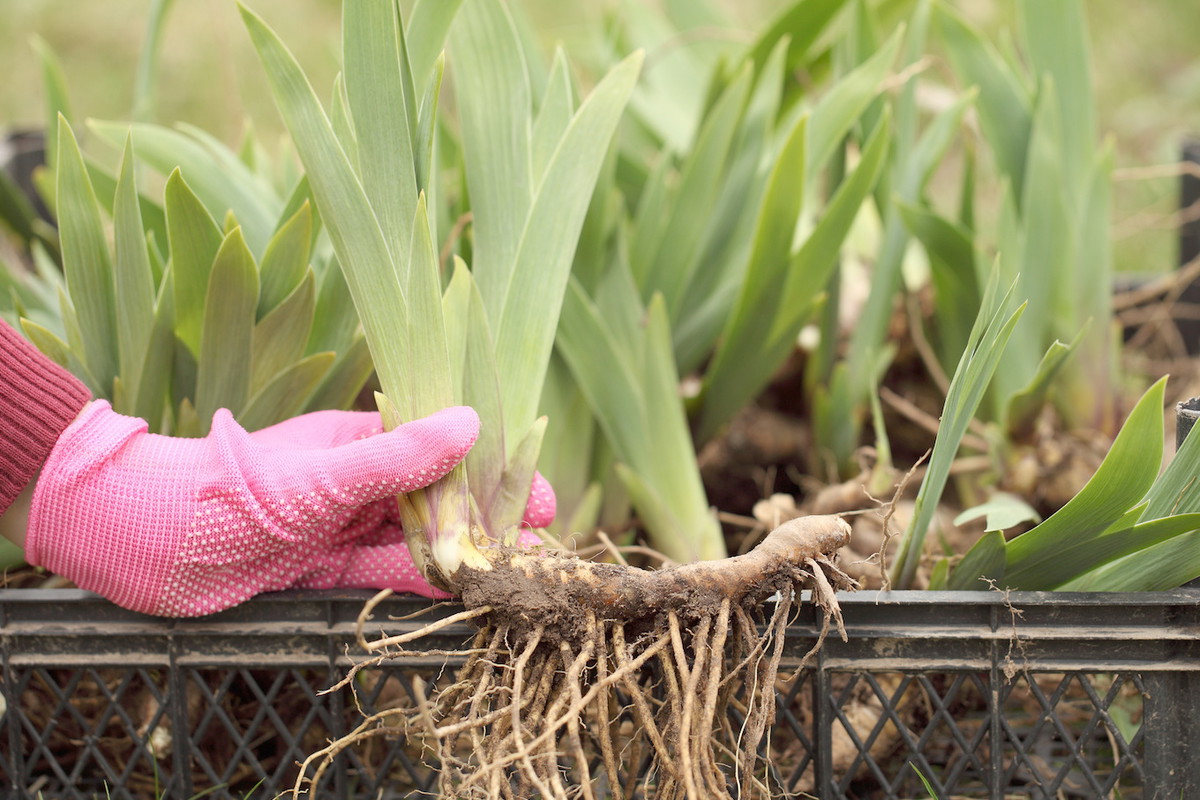 Z roślin o przerośniętych korzeniach możemy uzyskać nawet kilka dorodnych sadzonek. (zdj.: Adobe Stock)