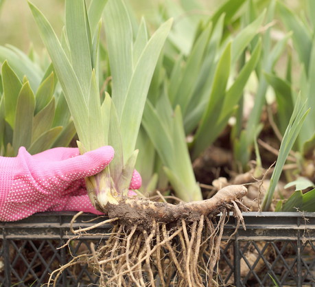 Z roślin o przerośniętych korzeniach możemy uzyskać nawet kilka dorodnych sadzonek. (zdj.: Adobe Stock)