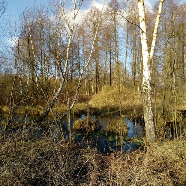 Zaciszny zakątek na tylach dzialki. Wiosna 2018