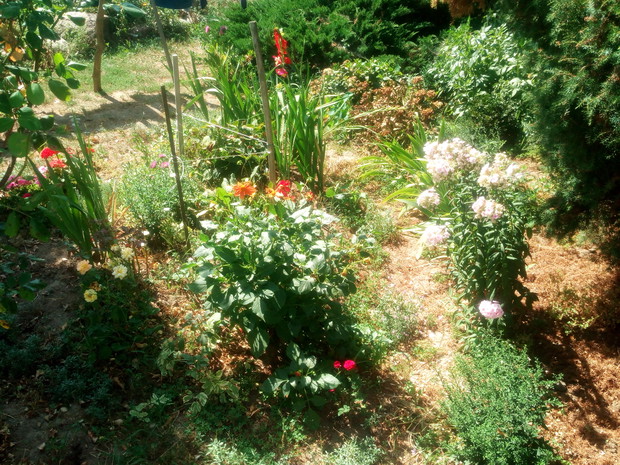 Zakątek rozmaitych kwiatów i krzaczków.