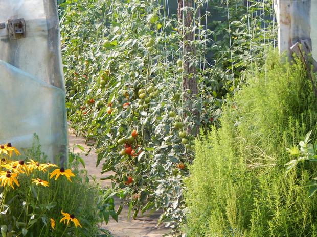 Zerkając do starego tunelu