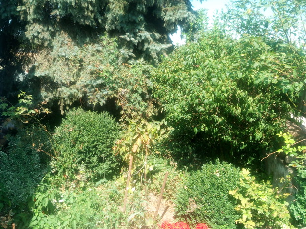 Zieleń to jest to co kocham.