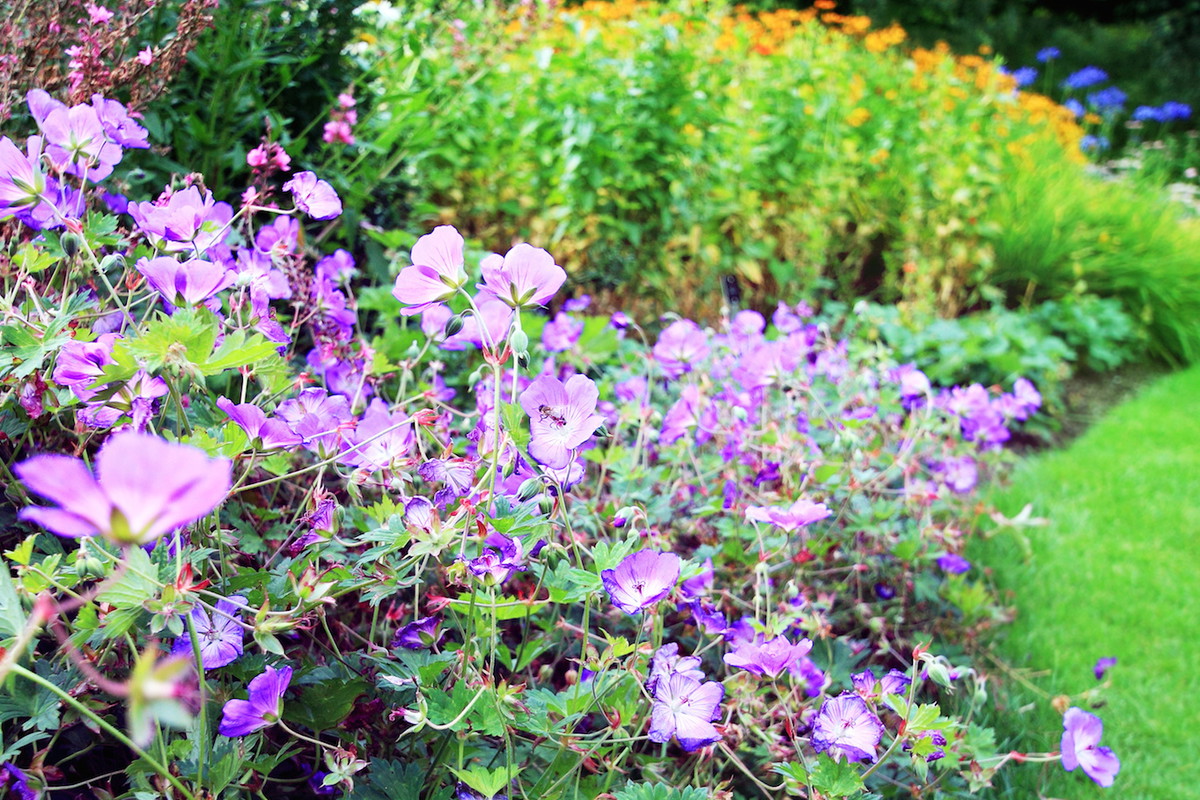 Znane głównie z doniczek pelargonie, świetnie odnajdują się również w odmianie rabatowej. (zdj.: Adobe Stock)