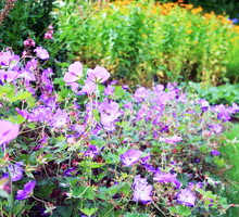 Znane głównie z doniczek pelargonie, świetnie odnajdują się również w odmianie rabatowej. (zdj.: Adobe Stock)