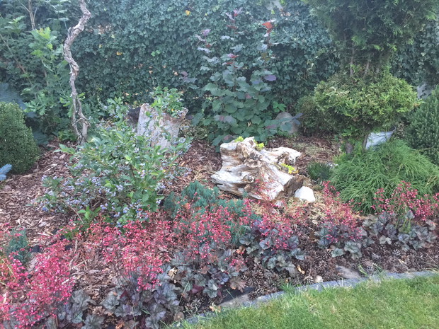 ŻURAWKI  ROSNĄCE DO NIEBA