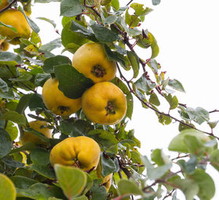 thumb_400x300_10