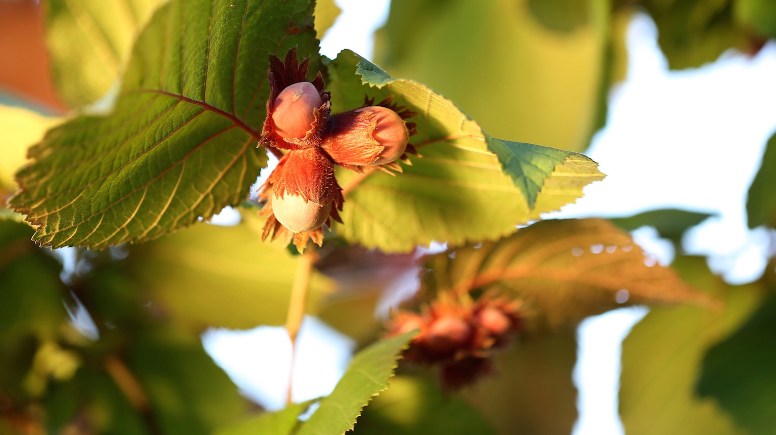Aby leszczyny mogły corocznie i obficie owocować, konieczne jest posadzenie co najmniej dwóch, a najlepiej trzech różnych odmian, które będą wzajemnie się zapylać. (zdj.: Adobe Stock)