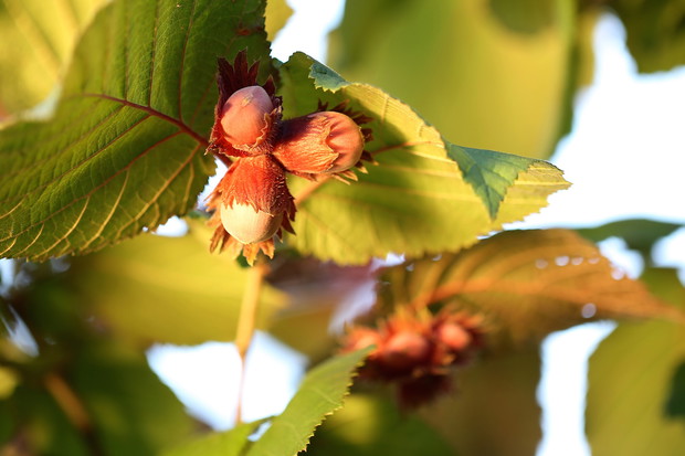 Aby leszczyny mogły corocznie i obficie owocować, konieczne jest posadzenie co najmniej dwóch, a najlepiej trzech różnych odmian, które będą wzajemnie się zapylać. (zdj.: Adobe Stock)