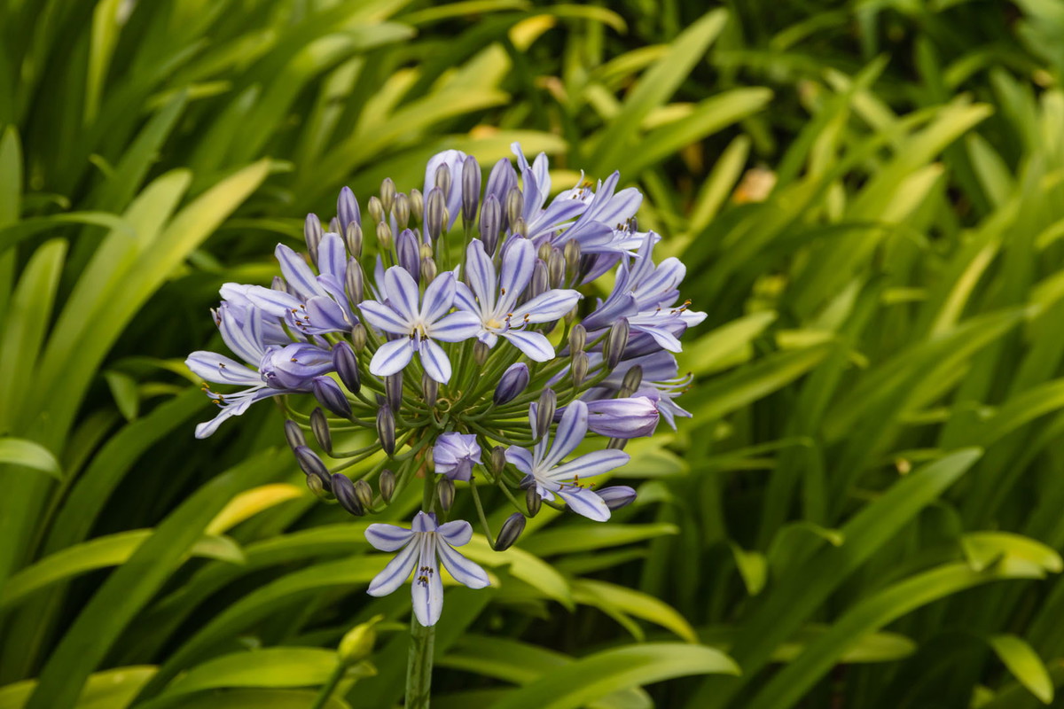 Agapant agapanthus praecox (zdj.: Adobe Stock)