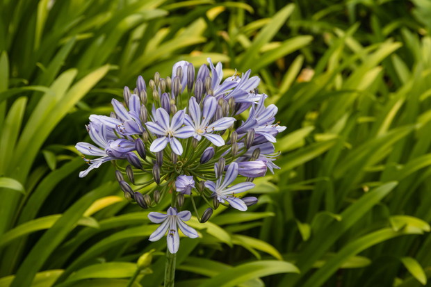 Agapant agapanthus praecox (zdj.: Adobe Stock)