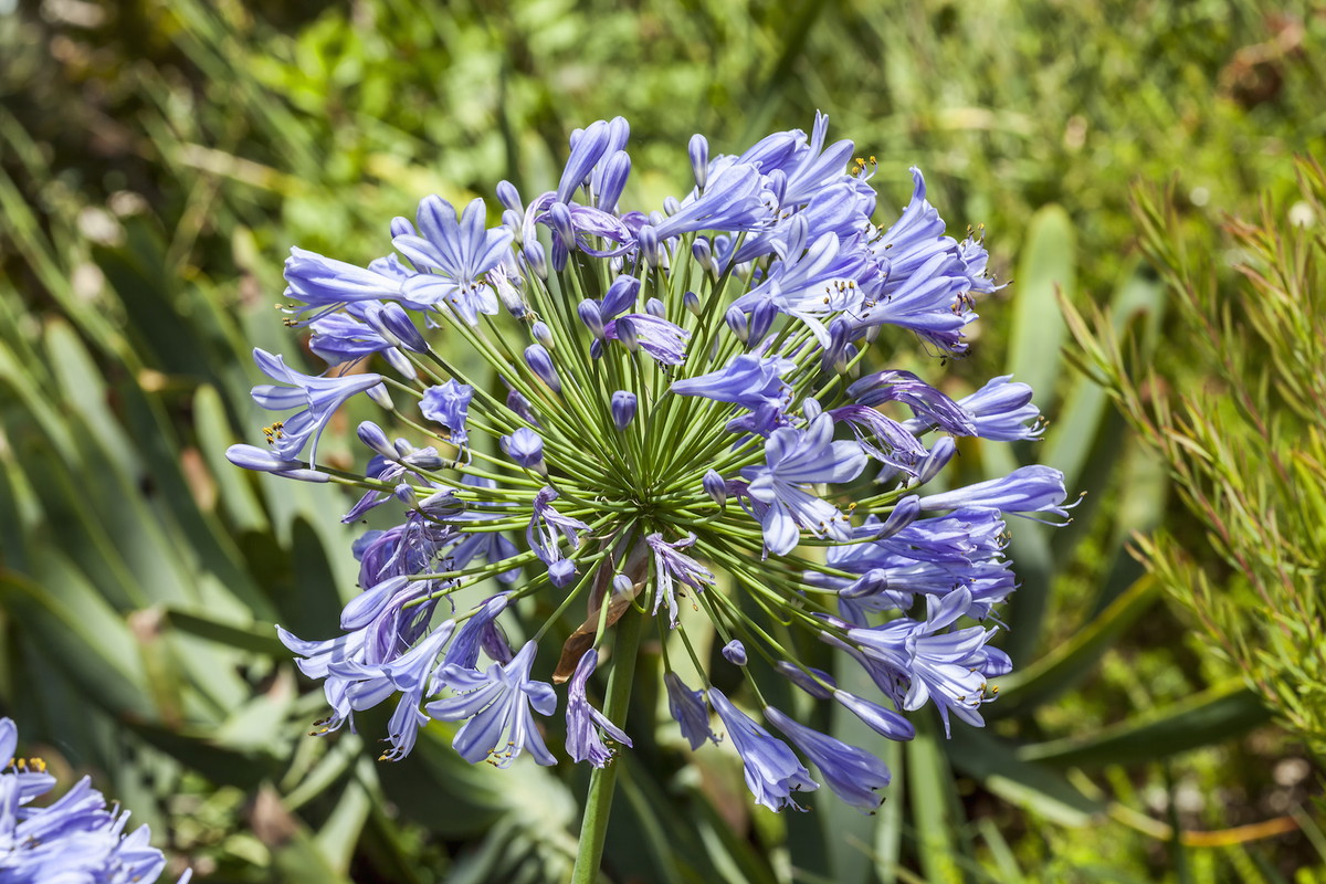 Agapant Agapanthus (zdj.: Adobe Stock)