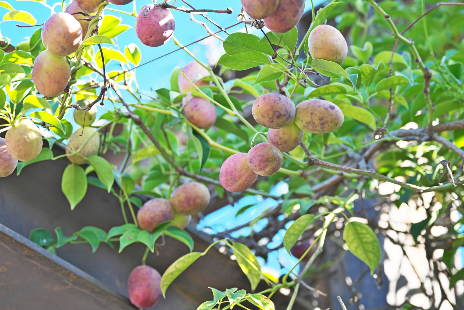 Akebia pięciolistkowa Akebia quinata (zdj.: Adobe Stock)