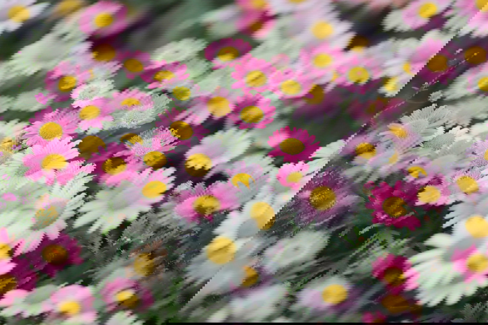 Argyrantema argyranthemum (zdj.: Adobe Stock)