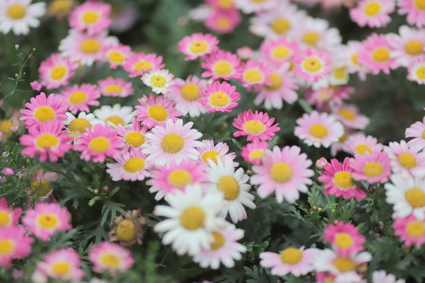 Argyrantema argyranthemum (zdj.: Adobe Stock)