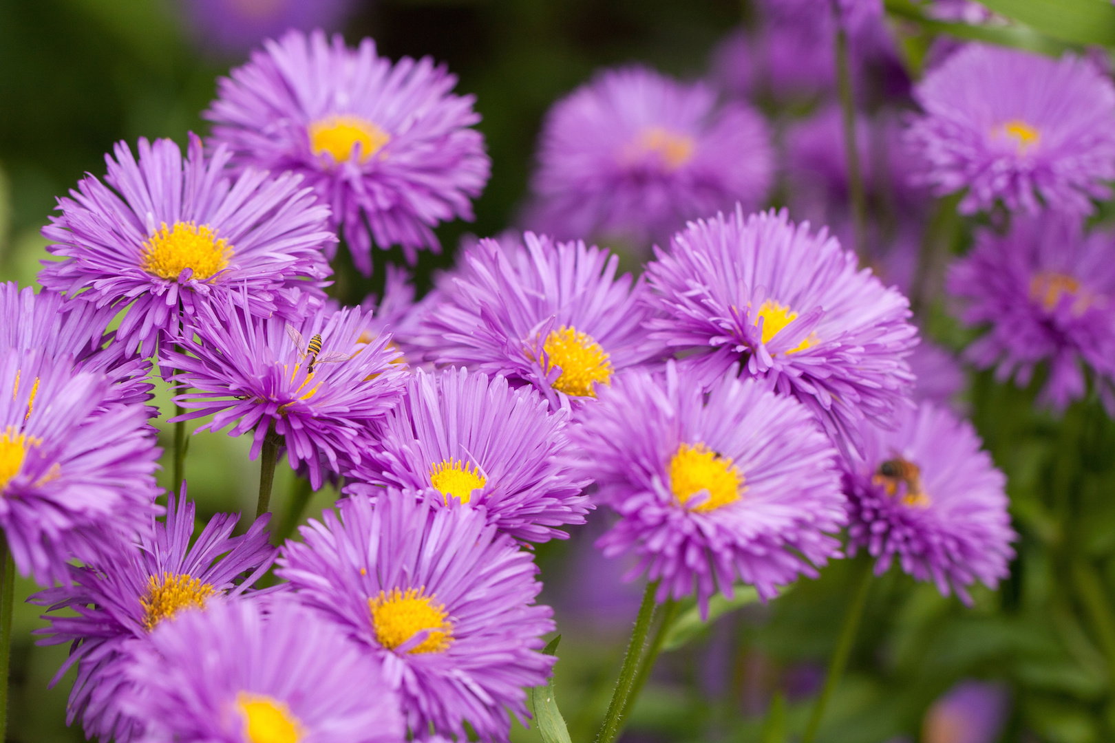 Aster Aster (zdj.: Adobe Stock)