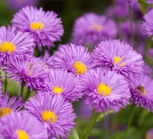 Aster Aster (zdj.: Adobe Stock)